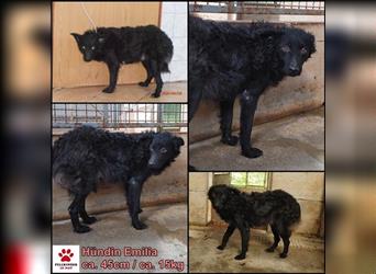 Emilia kroatischer Schäferhund Mischlingshündin Mischling Hündin sucht Zuhause oder Pflegestelle