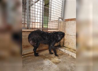 Emilia kroatischer Schäferhund Mischlingshündin Mischling Hündin sucht Zuhause oder Pflegestelle