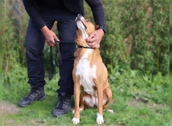 Lina, Mix Labrador / Beagle, lieb und verträglich