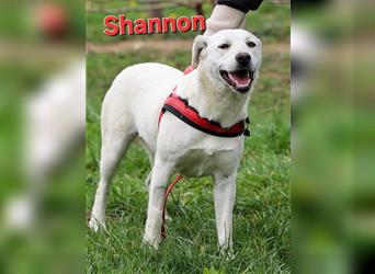 Shannon sucht ein Zuhause