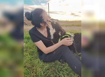 Lisa Schäferhund Mischlingshündin ca. 7 Monate alt in Rumänien