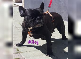 Miley 06/2018 (ESP Pflegestelle) - verschmuste und sehr verträgliche, kleine Französische Bulldogge!