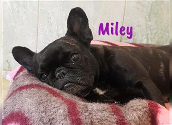 Miley 06/2018 (ESP Pflegestelle) - verschmuste und sehr verträgliche, kleine Französische Bulldogge!