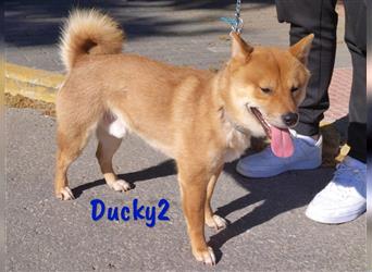 Ducky2 03/2023 (ESP) - sozialer und sportlicher, hübscher Shiba Inu Rüde!