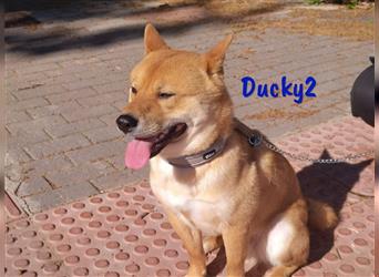 Ducky2 03/2023 (ESP) - sozialer und sportlicher, hübscher Shiba Inu Rüde!