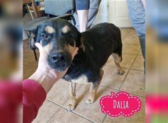 Dalia - eine Familienhündin
