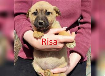 RISA ❤ sucht Zuhause oder Pflegestelle