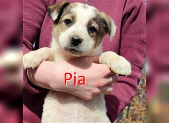 PIA ❤ sucht Zuhause oder Pflegestelle
