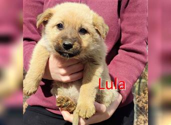 LULA ❤ sucht Zuhause oder Pflegestelle