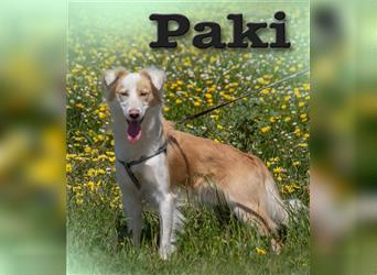 Paky, ein Traumhund aus Portugal!