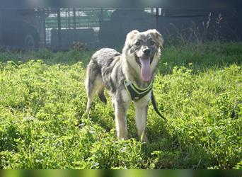 Winston Schäferhundmischling Rüde ca. 7 Monate alt in Rumänien