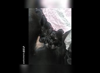 Labrador Appenzeller Mix Welpen