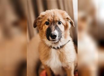 Das süße Hundemädchen Viola sucht eine Familie