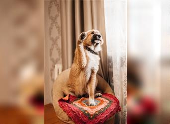 Das süße Hundemädchen Viola sucht eine Familie