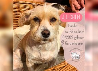 Mini Dame JULCHEN (in 91710 Gunzenhausen) sucht ihr Zuhause!