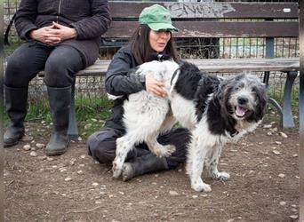 Traumhund POPEYE - Seele von Hund, liebt Menschen, ist offen, fröhlich, unkompliziert
