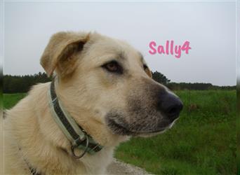 Sally4 01/2022 (in Deutschland) - zutrauliche und liebenswerte, große Hundedame!