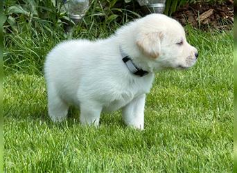 Bildschöne Labrador Retriever Welpen in weiß und creme mit Ahnentafel und Gesundheitszeugnis