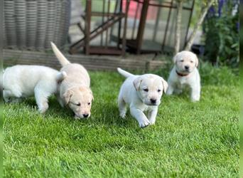 Bildschöne Labrador Retriever Welpen in weiß und creme mit Ahnentafel und Gesundheitszeugnis