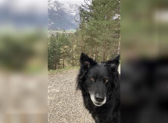 Kroatischer Schäferhund Diego sucht DRINGEND neue Familie