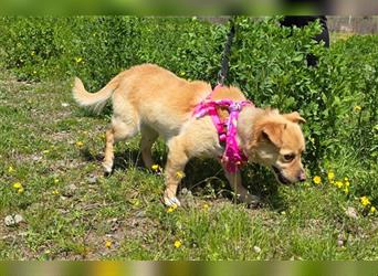 Bella - ein goldiges Hundeherz sucht Familienanschluss
