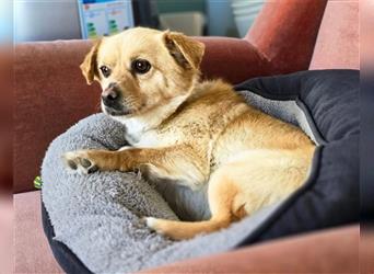 Bella - ein goldiges Hundeherz sucht Familienanschluss