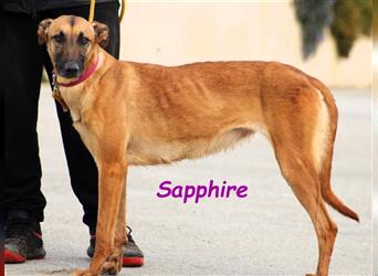 Sapphire 05/2022 (ESP) - kontaktfreudige, anpassungsfähige und liebevolle Galgo-Mix-Hündin!