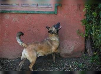 KIM - die vorsichtige Malinoishündin sucht ein hundeerfahrenes Zuhause