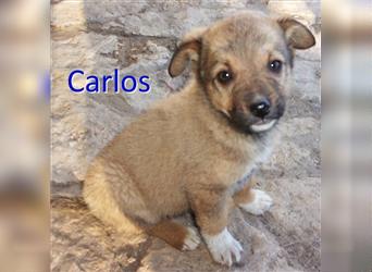 CARLOS ❤ sucht Zuhause oder Pflegestelle