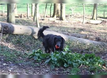 Mogli – kleiner Hund mit großem Herz wartet immer noch auf ein Für-Immer-Zuhause