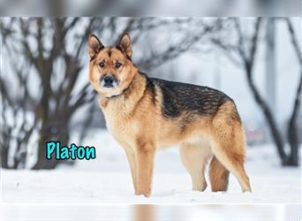 Platon 03/19 (RUS) - intelligenter, aktiver Schäferhund-Mix sucht sportliche, souveäne Rassekenner!