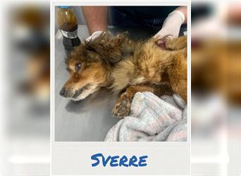 Sverre - Hundeopa sucht Gnadenplatz für Lebensabend
