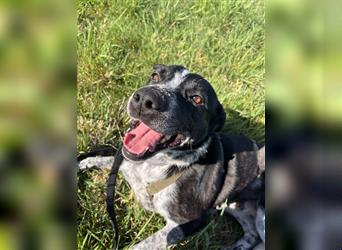 Bina Labrador Pointer Mischlingshund Mischling Hündin sucht Zuhause für immer