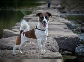 Jack Russell Terrier Bicolor/Tricolor