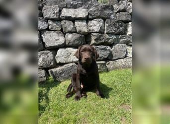 Labrador Welpen reinrassig in Braun mit Ahnentafel