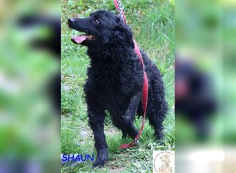 Shaun - anhänglicher Familienhund