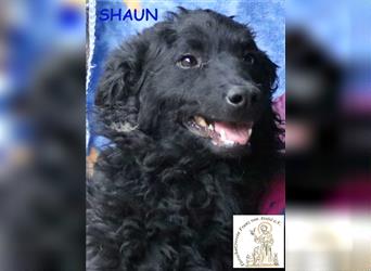 Shaun - anhänglicher Familienhund