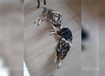 Gute-Laune-Hunde MAJA und MAX suchen tolle Familien!