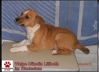 Lilibeth Welpe kleine Mischlingshündin Mischling Hündin Junghund sucht Zuhause oder Pflegestelle