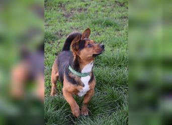 Mickey, kleiner, 2-jähriger, lieber Hundemann ab Mitte Mai auf Pflegestelle in Lohmar
