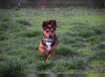 Mickey, kleiner, 2-jähriger, lieber Hundemann ab Mitte Mai auf Pflegestelle in Lohmar