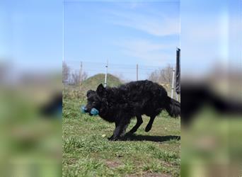 Gunnar, junger, ungarischer Schäferhund (Mix) sucht Zuhause