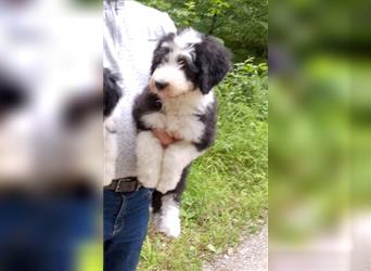 Mischlingswelpen, Bobtail mit Bearded Collie