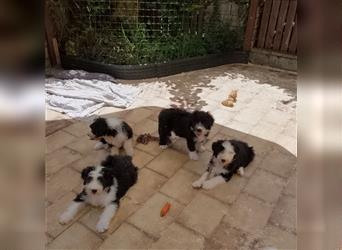 Mischlingswelpen, Bobtail mit Bearded Collie