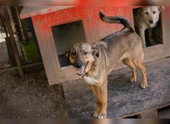 MIMI - die sehr soziale, junge Hundedame träumt von einer eigenen Familie