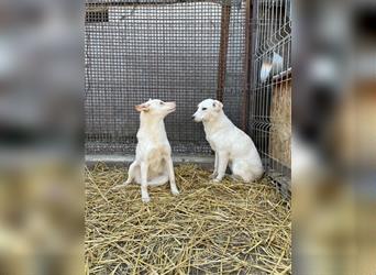 Aufgeschlossene Biba - Mischling, Junghund, 2.5 Jahre, aufgeschlossene und liebe Hündin, Tierschutz