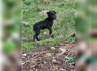 Kleines Hundemädchen „Yorka“, ca. 01.2024 geboren, sucht Körbchen, gut verträglich