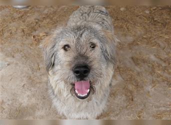 Osito - freundlicher Hund sucht Menschen mit Erfahrung
