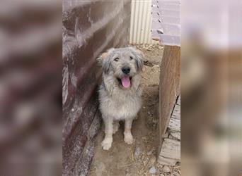Osito - freundlicher Hund sucht Menschen mit Erfahrung