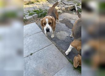 Unzertrennliches Beagle Doppelpack sucht ein gemeinsames Zuhause